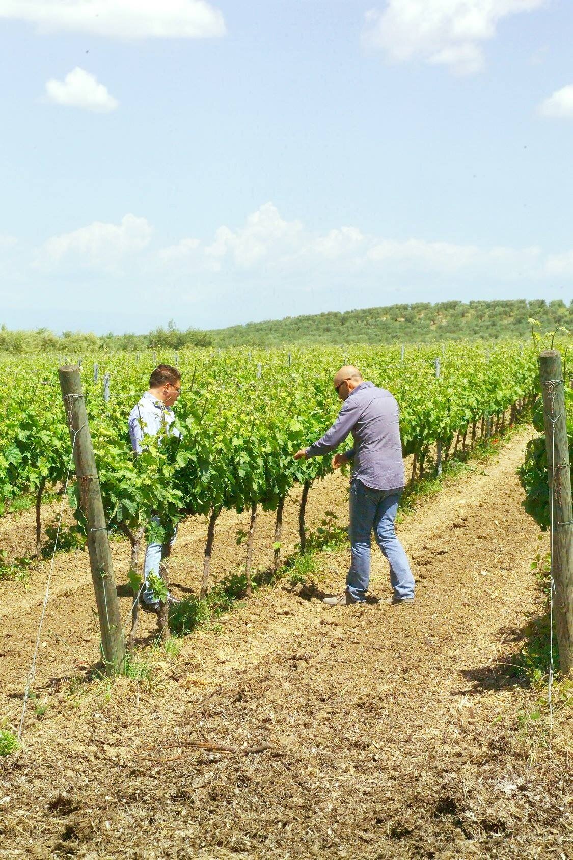 Colle Petrito_team in the vineyards_v2.jpg