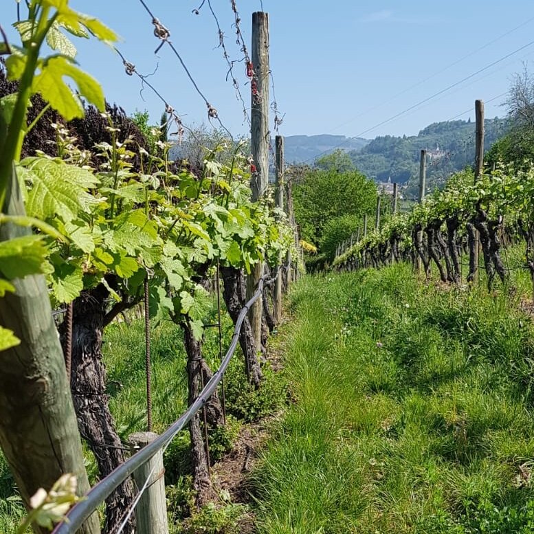 Franz Haas_Alto Adige_vineyards_Pinot Grigio_square_v2.jpg