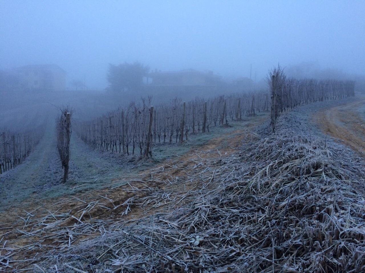 Pelassa_San Vito vineyards_Dec 2014_v2.jpg