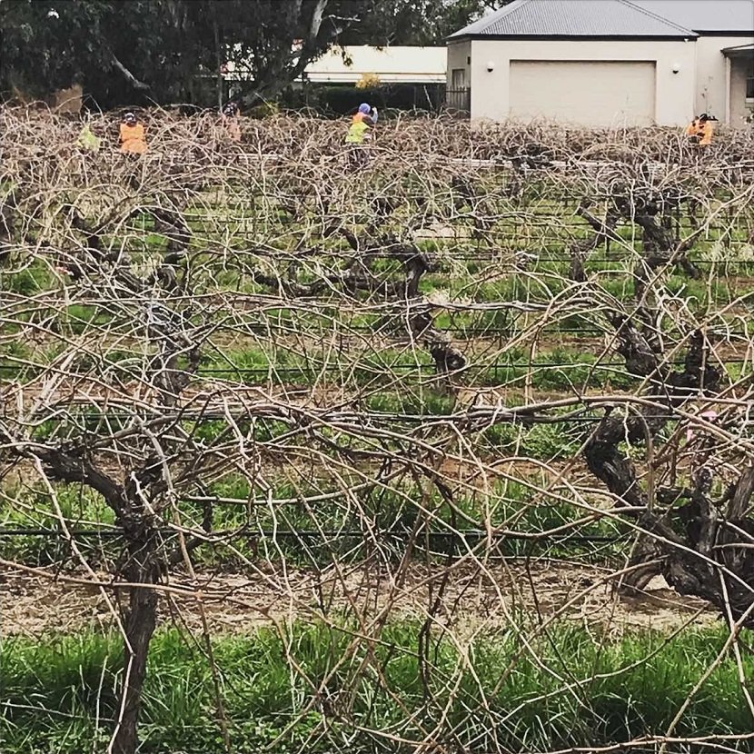 Australia_Elderton_vineyard workers pruning_July 2018_no frame.jpg