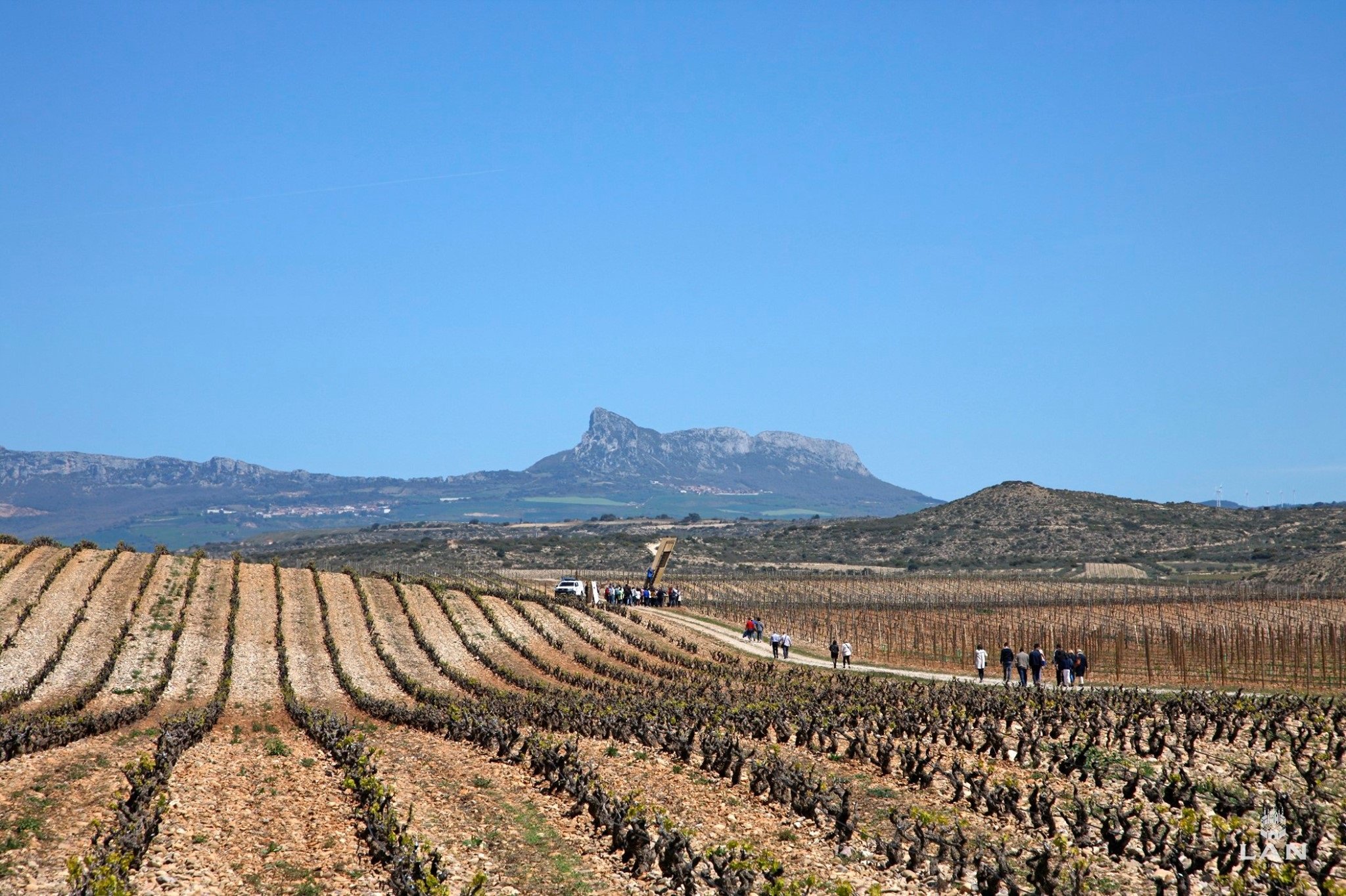 Spain_Rioja_LAN_pano_old vines.jpg
