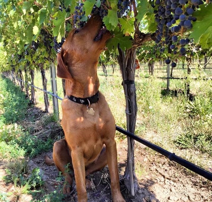 ISENHOWER dog Auggie eating grapes of Summitview Clone 6 Cabernet Sauvigon_Sep 2015.jpg