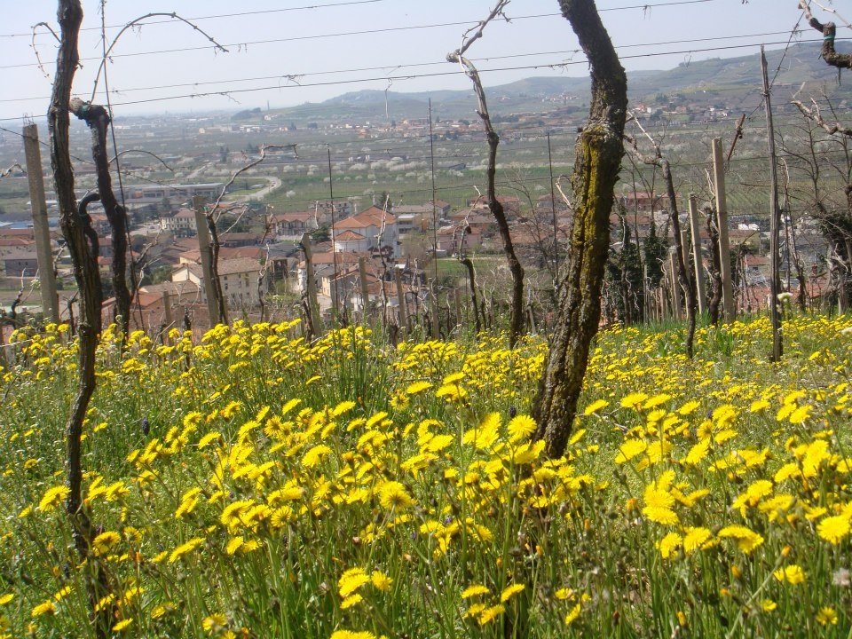Franchetto_Soave vineyards_Apr 2013_v2.jpg