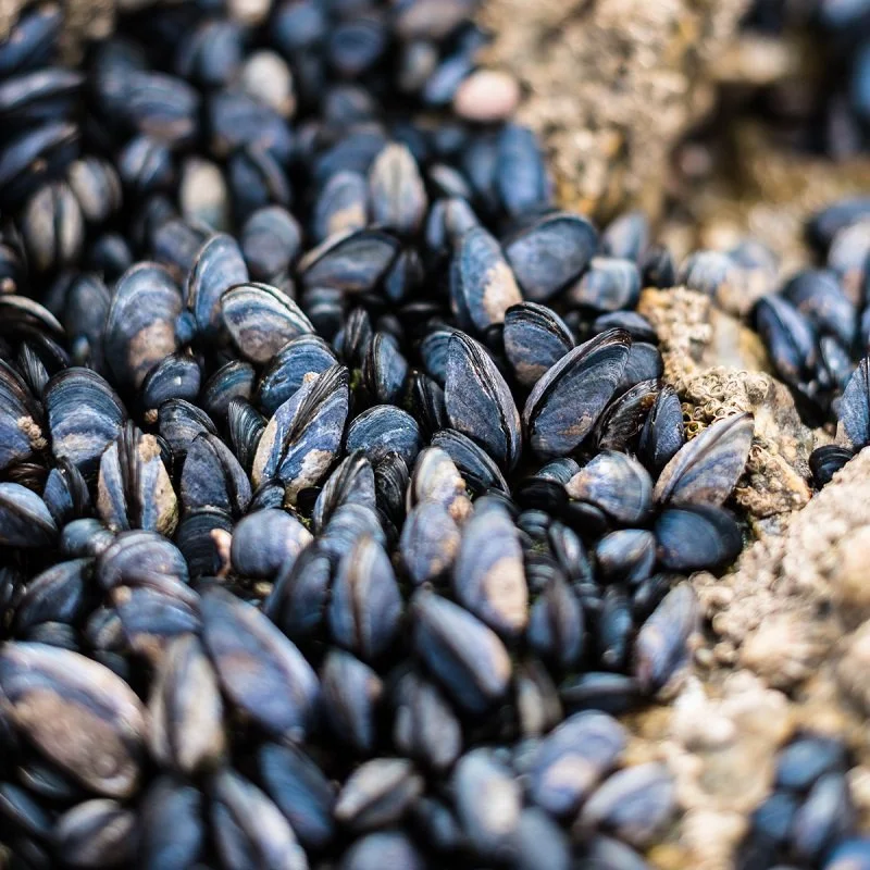 Loire_Muscadet_Atlantic_mussels_summer_@muscadetvinsdenantes_square_square.jpg