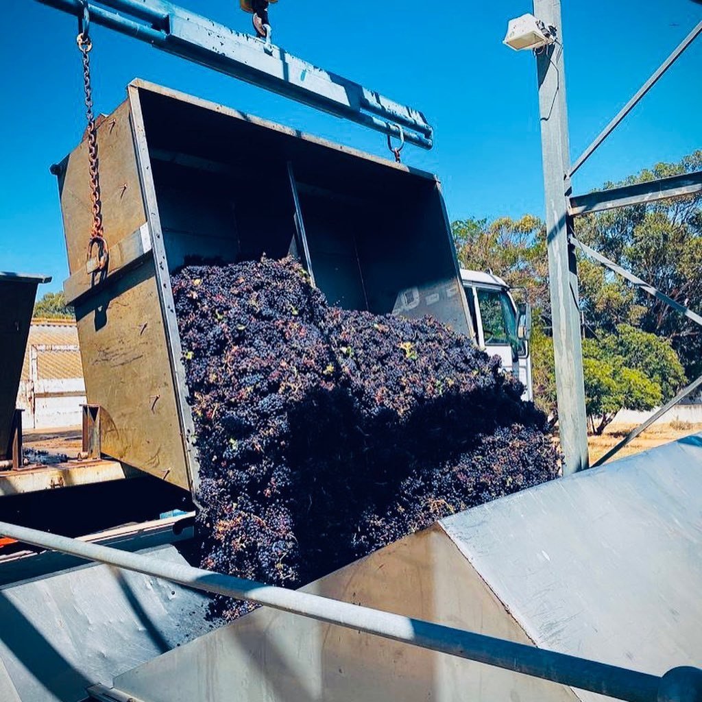 Frank_Cape Wine Company_harvest.jpg