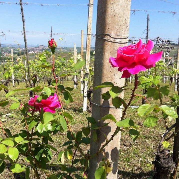 Guido Vada_roses in the vineyards_spring 2015_square.jpg