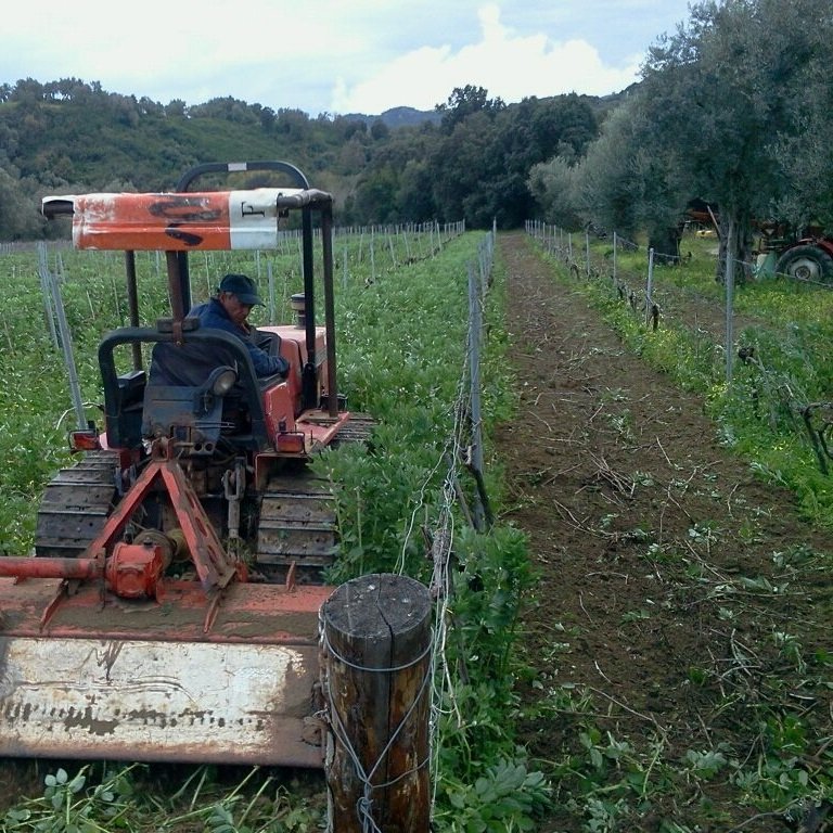 Santa Venere_tractor in vineyards.jpg