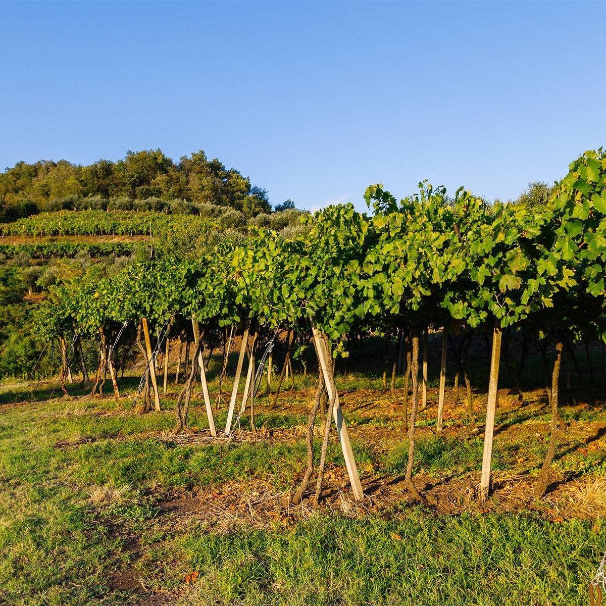 Dal Cero_Corte Giacobbe Veneto vineyards.jpg