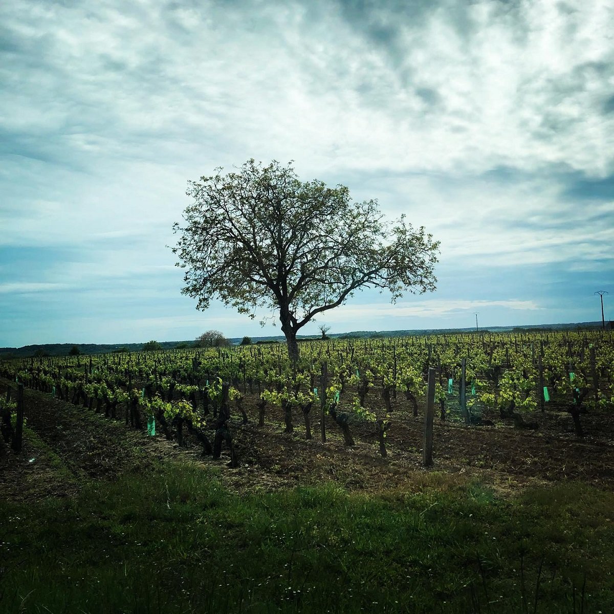 FB_Loire Valley Wines_Saumur_v1.jpg