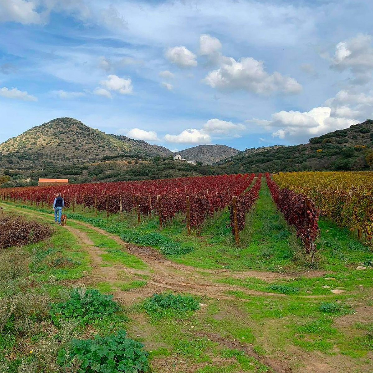 Portugal_Douro_Barao de Vilar_vineyards.jpg