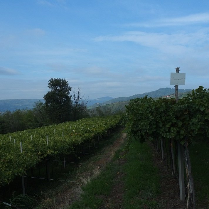 Dal Cero_traditional wine growing system Pergola doppia where the vines are trained high over head_Oct 12_square_v2.jpg