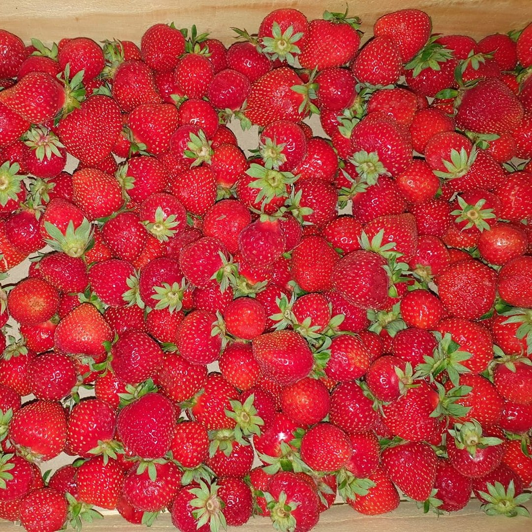 Allegret_strawberries.jpg