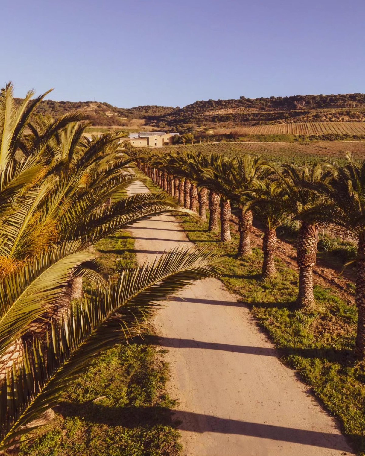 Sicily_Valle Dell'Acate_vineyards with palm trees_v3.jpg