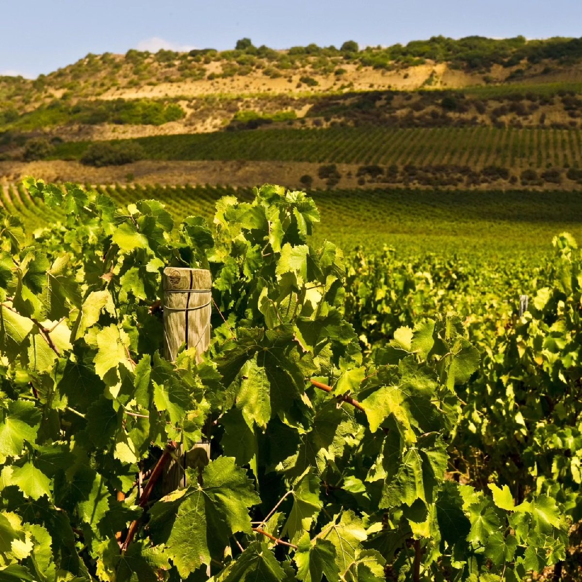 Sicily_Valle Dell'Acate_vineyards_Aug 2023.jpg