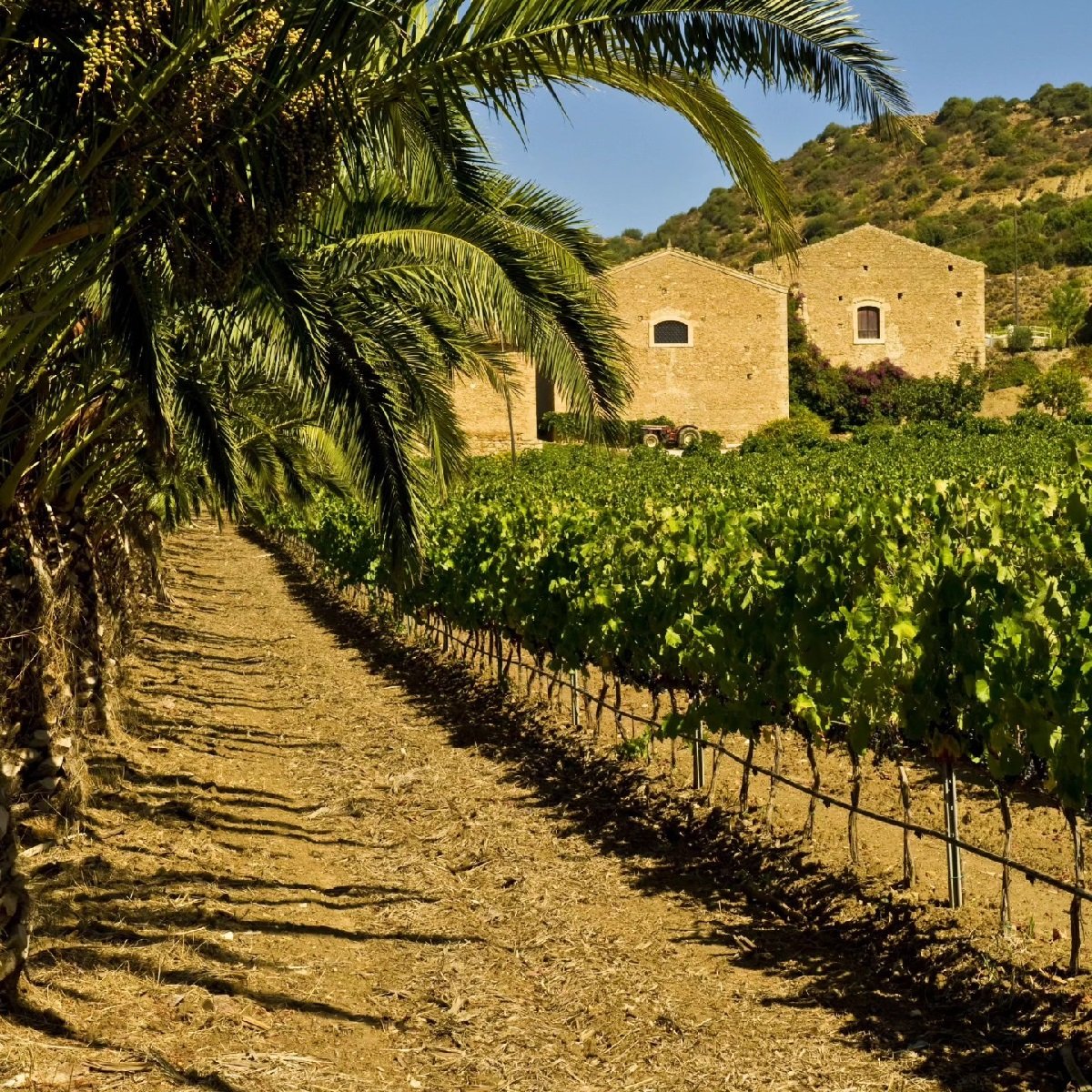 Sicily_Valle Dell'Acate_vineyards_Aug 2023_v2.jpg