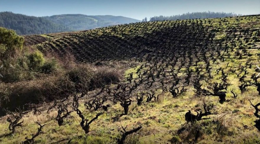Chile_Pedro Parra_Itata vineyards.jpg