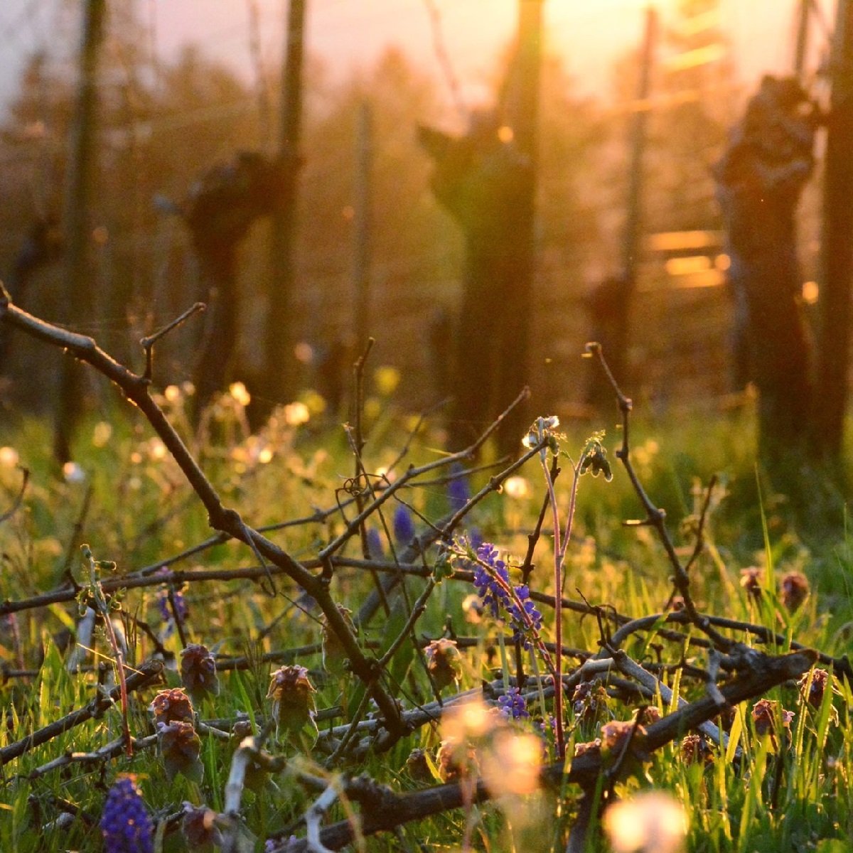 Willamette Valley_Eyrie_spring vineyards_organic.jpg