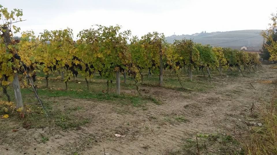 Piedmont_Cantine Sansilvestro_Serre dei Roveri_fall vineyards.jpg