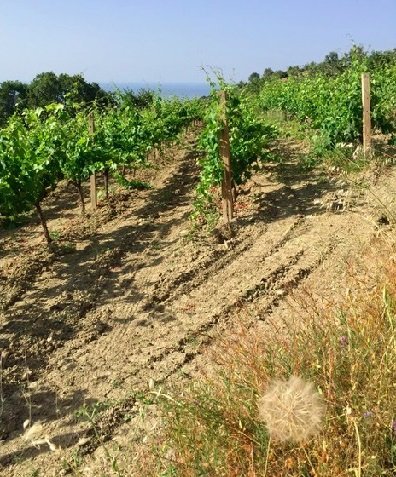 Calabria_Scala_vineyards.jpg