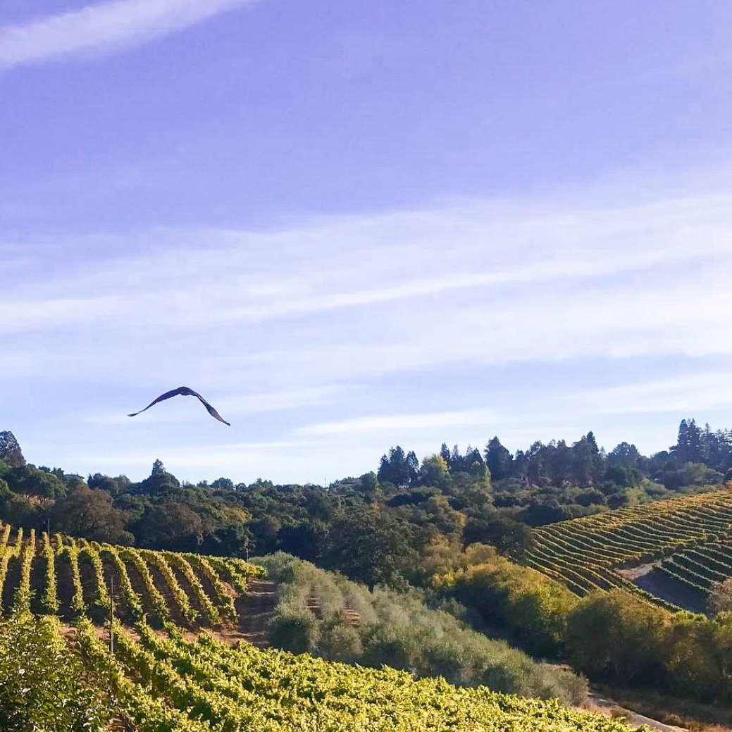Sonoma_Raeburn_sources grapes from Sonoma which has 99% certified sustainable vineyards.jpg