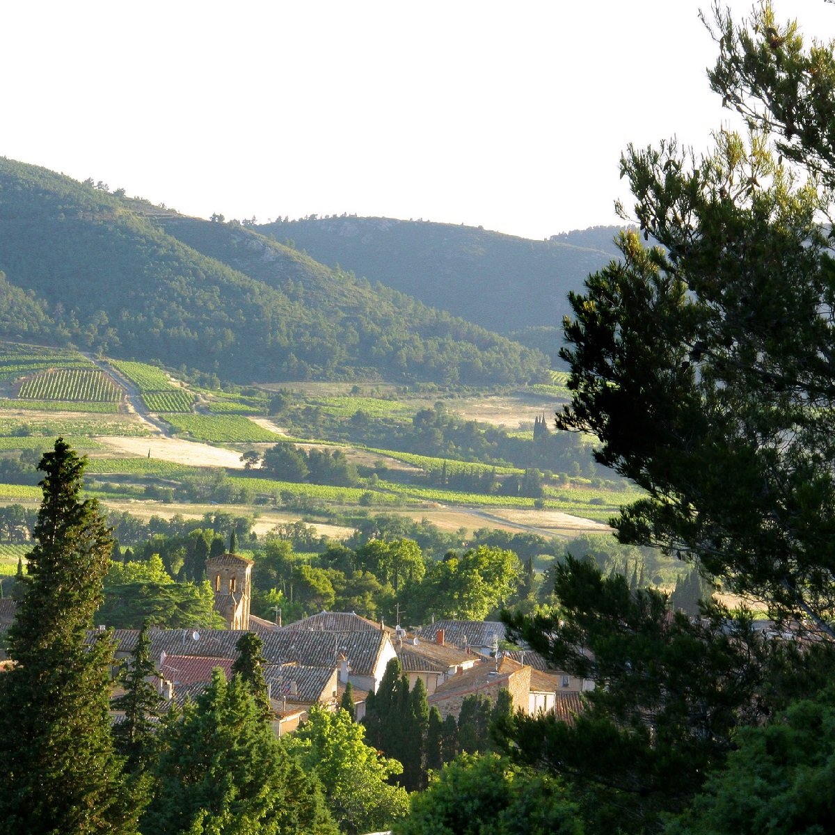 Languedoc_Vignobles Foncalieu_vineyards around village of Thezan.jpg