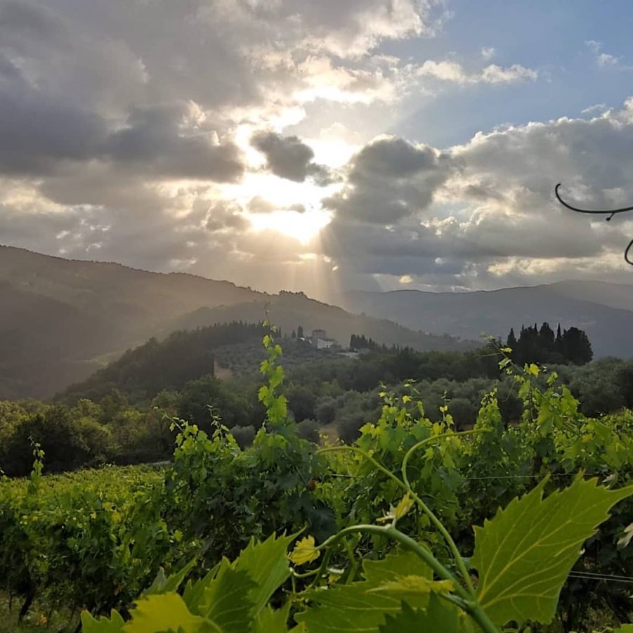 Tuscany_Basciano_vineyards_June_summer sunrise.jpg
