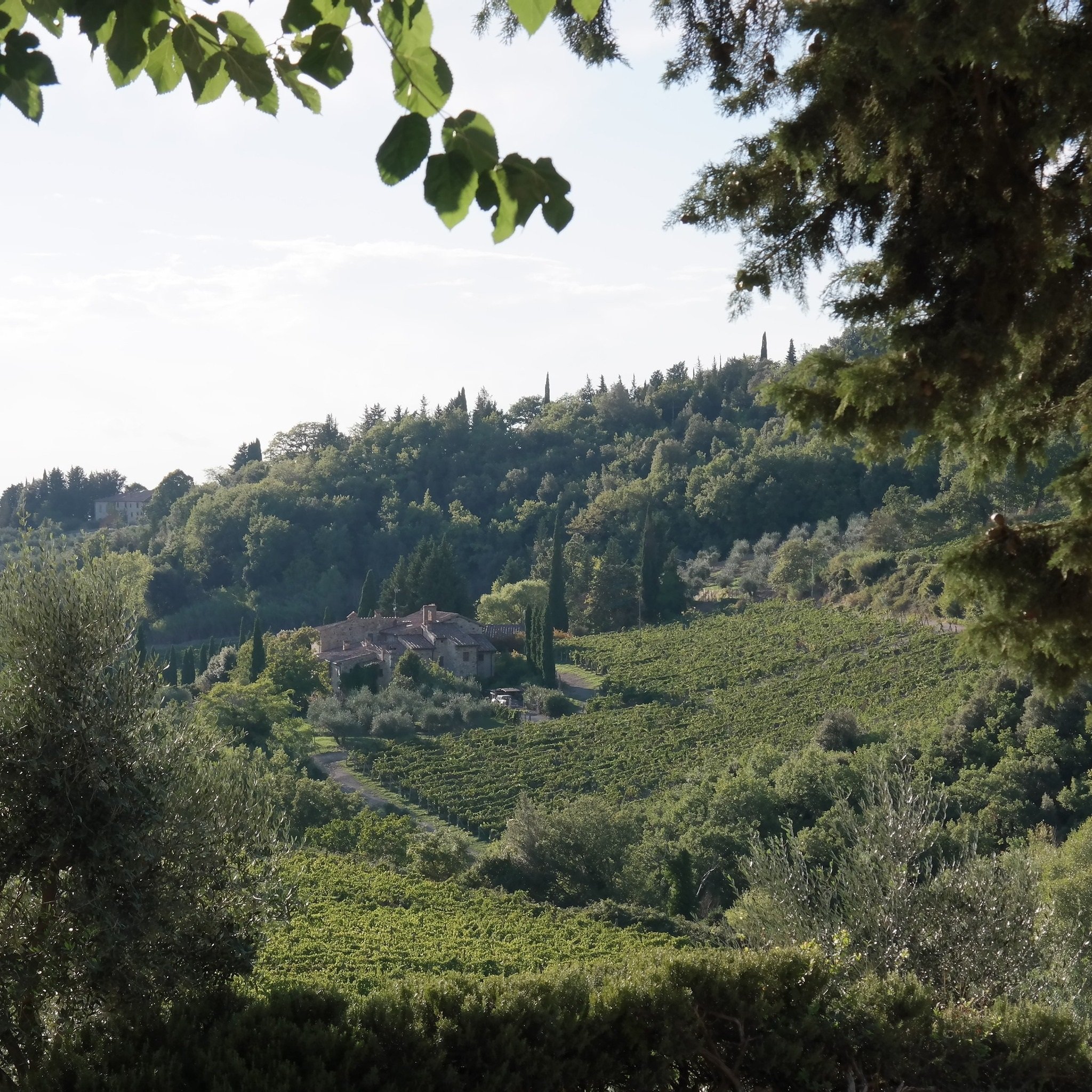 Tuscany_Chianti Classico_Castellare_landscape.jpg