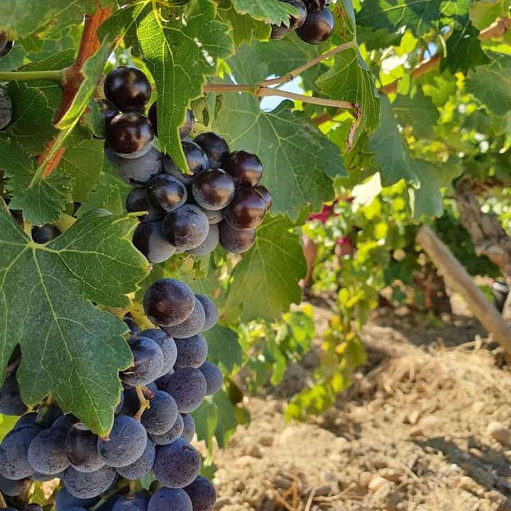Peres de l'Eglise_vineyards_Sep 2019.jpg