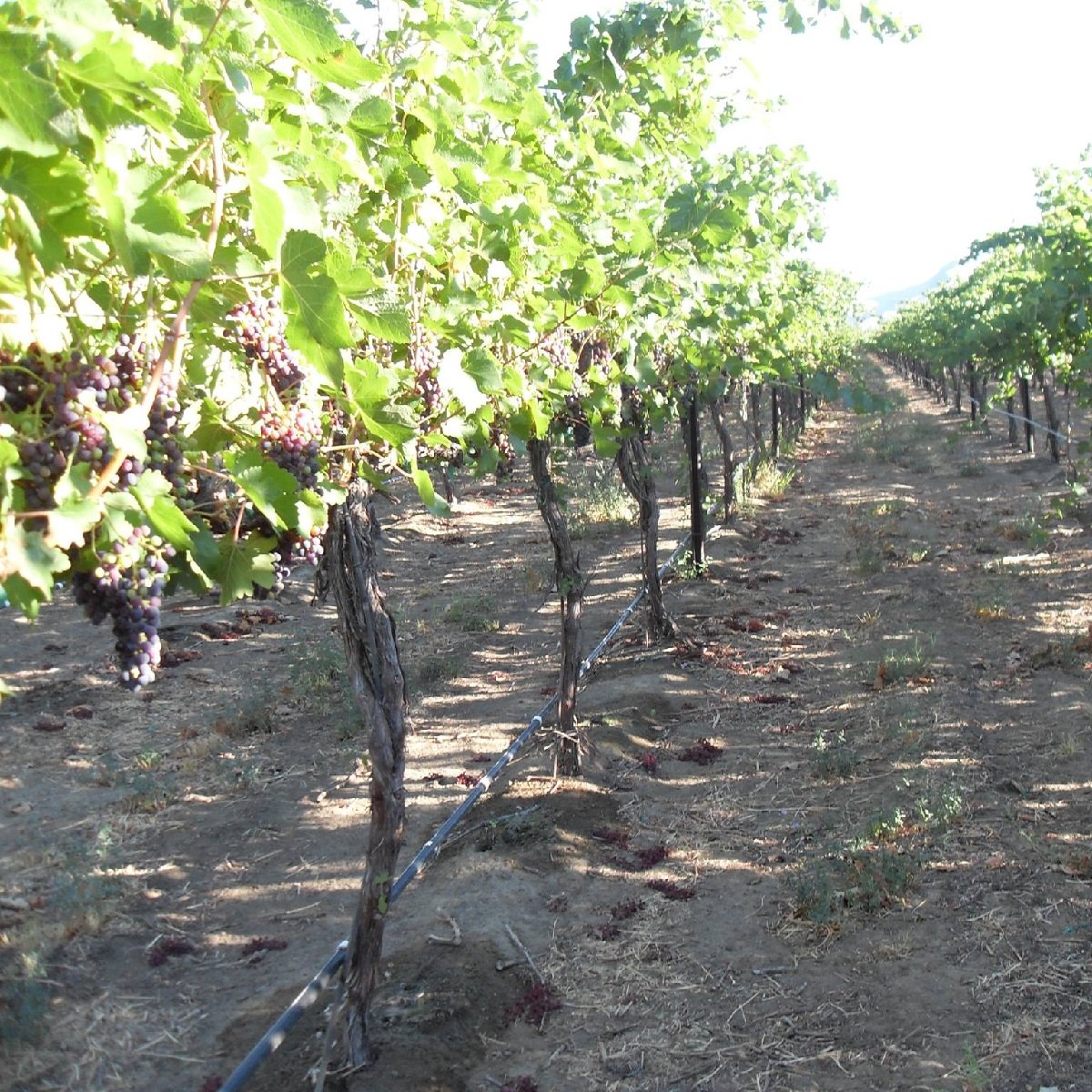 Columbia Valley_La Monarcha_vineyards.jpg