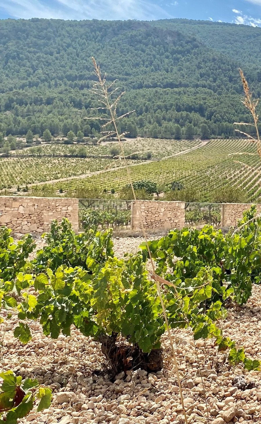 Spain_Alicante_Bodegas Sierra Salinas_vineyards.jpg