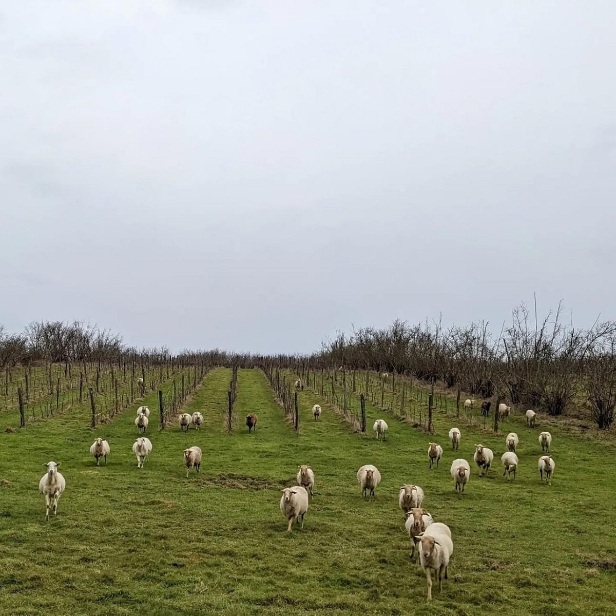 France_Gascogne_Pajot_sheep in vineyards_April_spring_v2.jpg