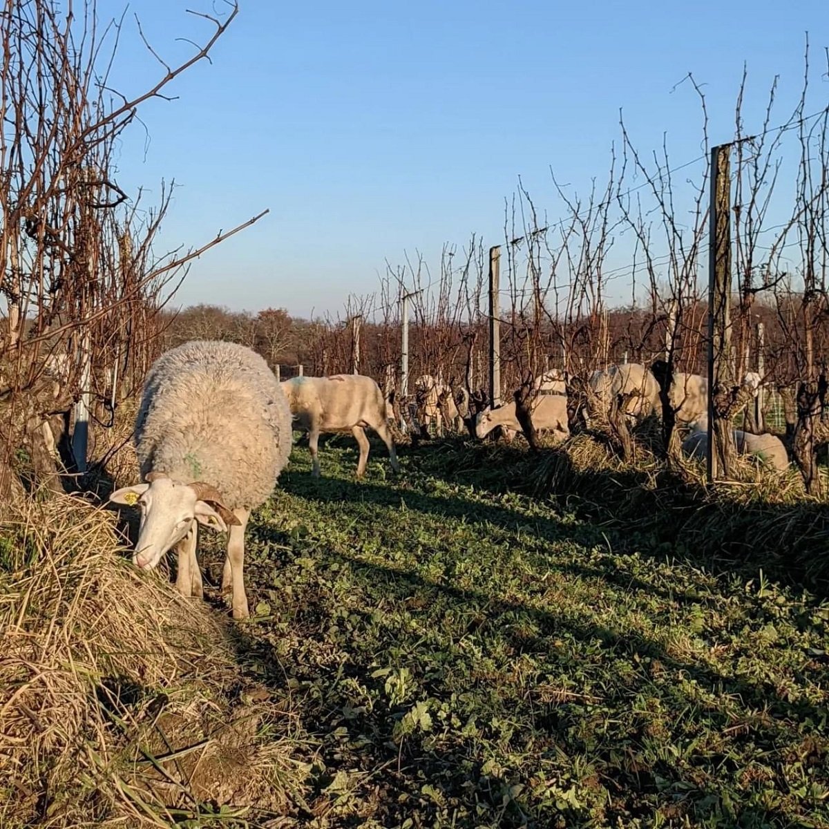 France_Gascogne_Pajot_sheep in vineyards_April_spring.jpg