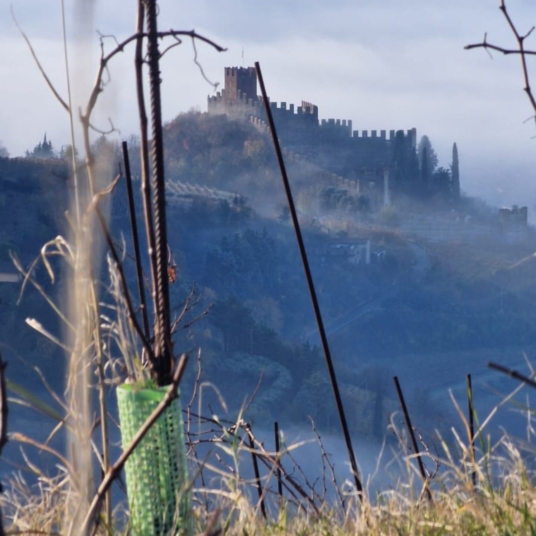 Italy_Veneto_Anselmi_Soave Castle.jpg