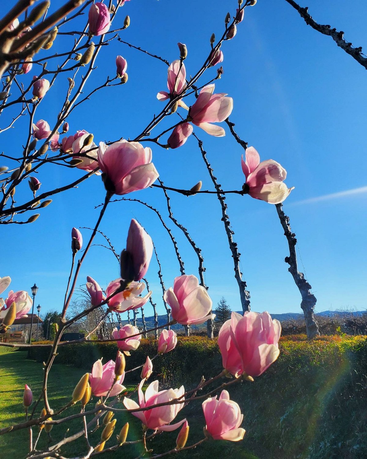 Napa_Peju_blooming spring magnolias_March 2024.jpg