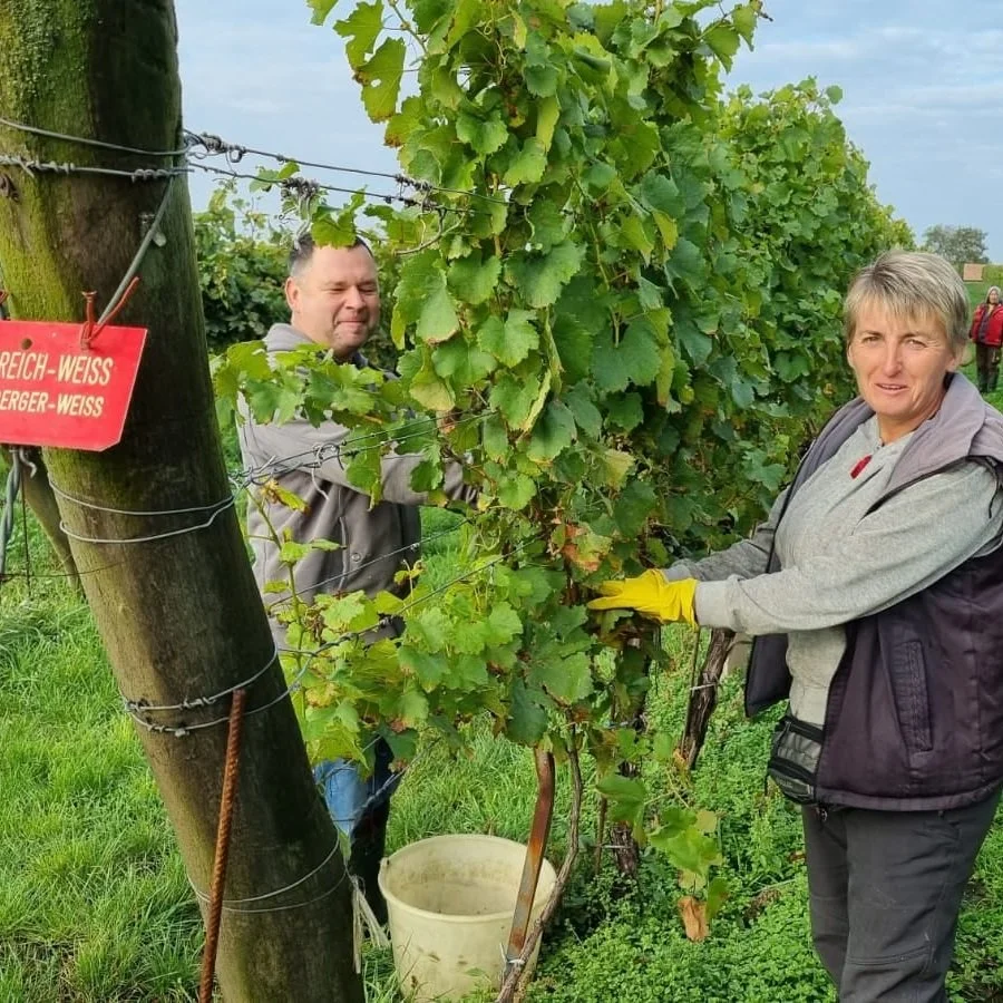 Austria_Wagram_Leth_harvest.jpg
