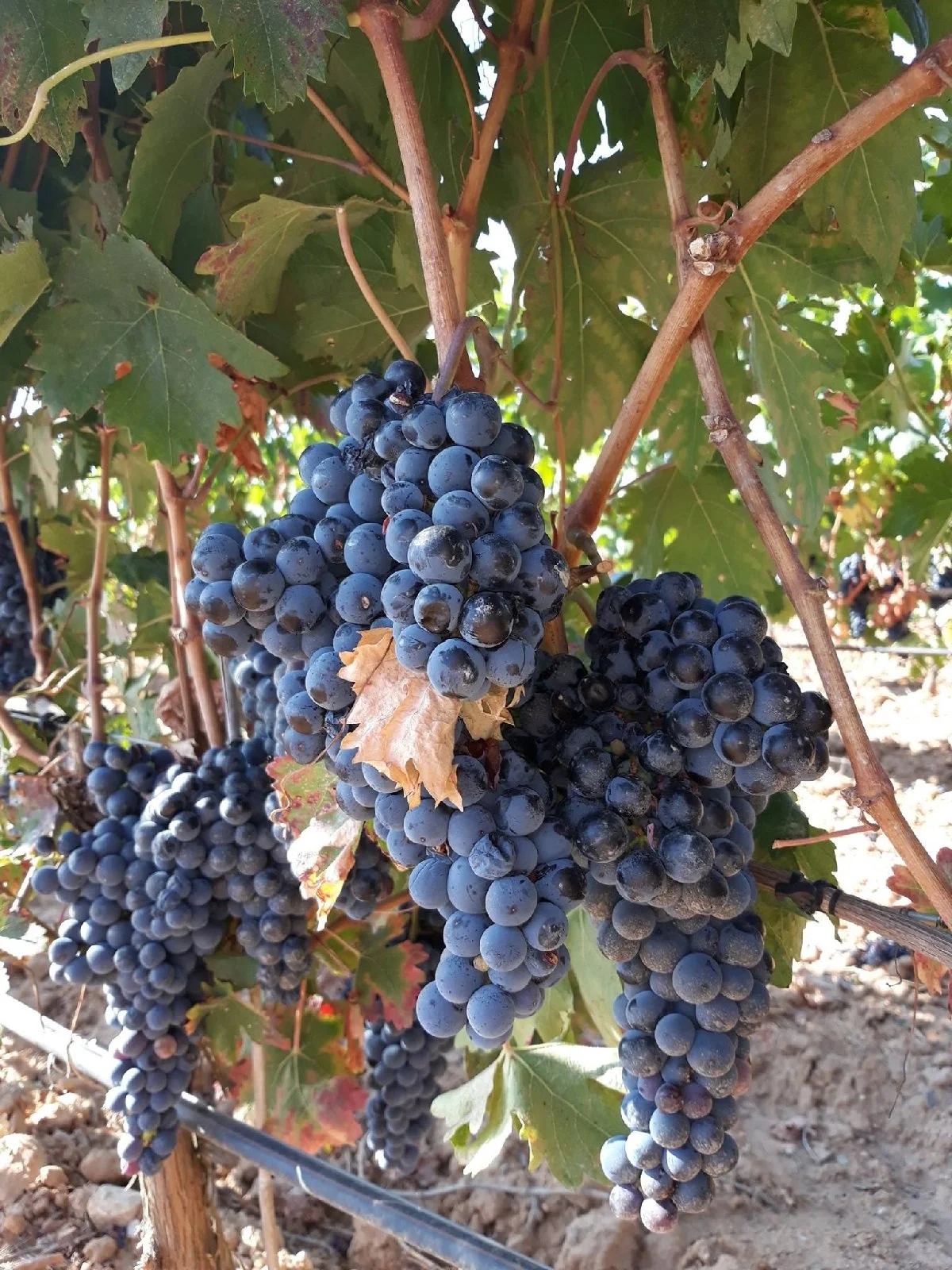 Spain_Ribera del Duero_Portia_04_1200.jpg