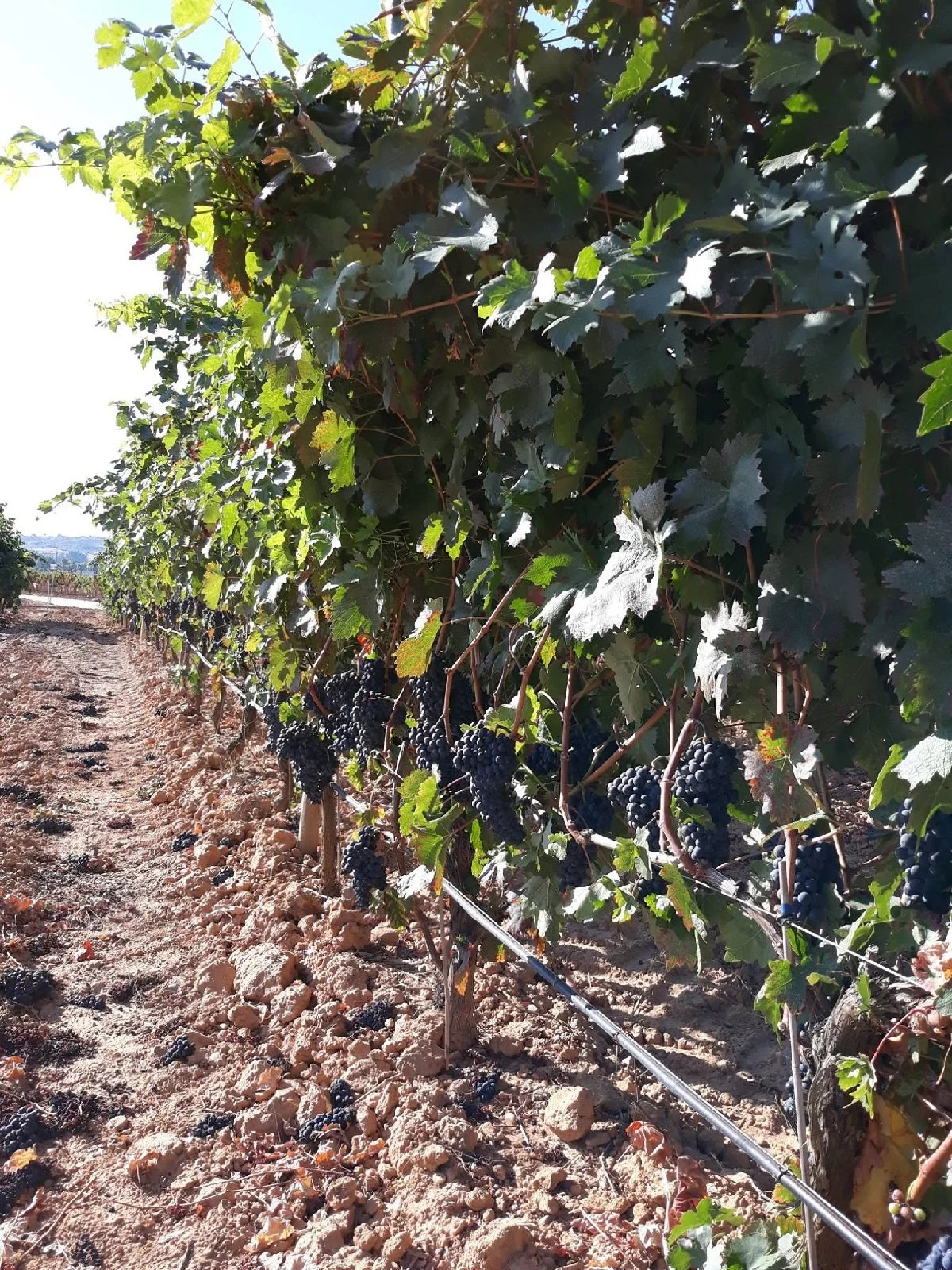 Spain_Ribera del Duero_Portia_03_1200.jpg