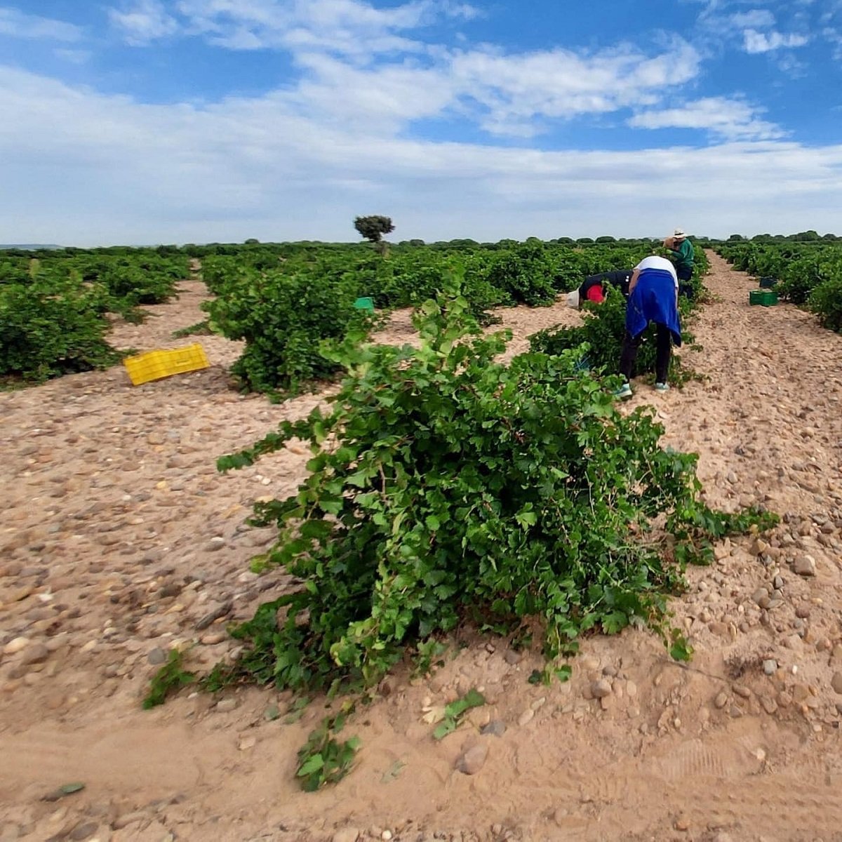 Spain_Rueda_Naia_harvest_v3_square.jpg