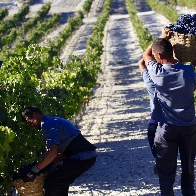 Spain_Ribera del Duero_Monteabellon_12_harvest.jpg