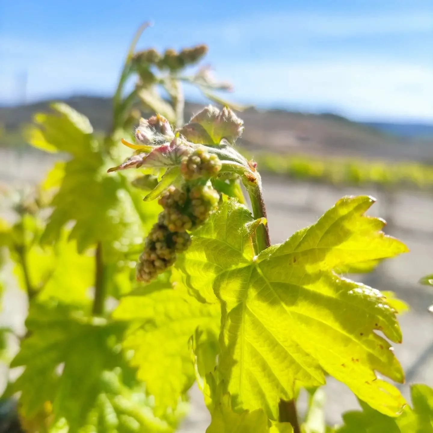 Spain_Ribera del Duero_Monteabellon_09_April vines.jpg