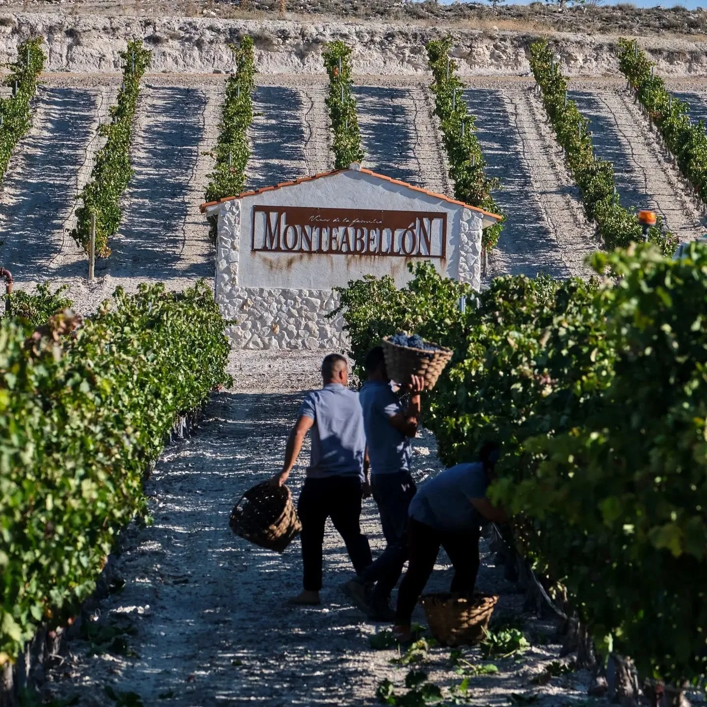 Spain_Ribera del Duero_Monteabellon_10_harvest_October.jpg