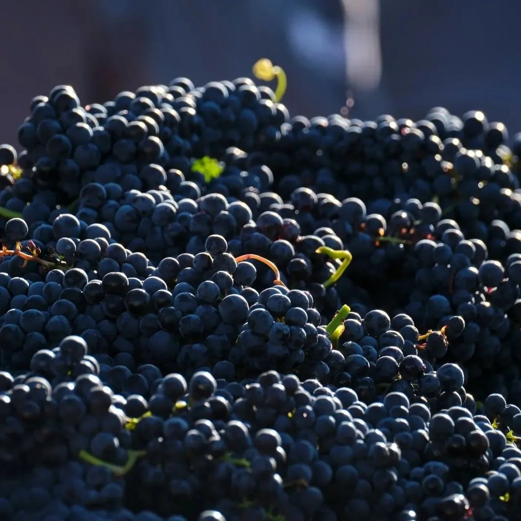 Spain_Ribera del Duero_Monteabellon_04_Tempranillo.jpg