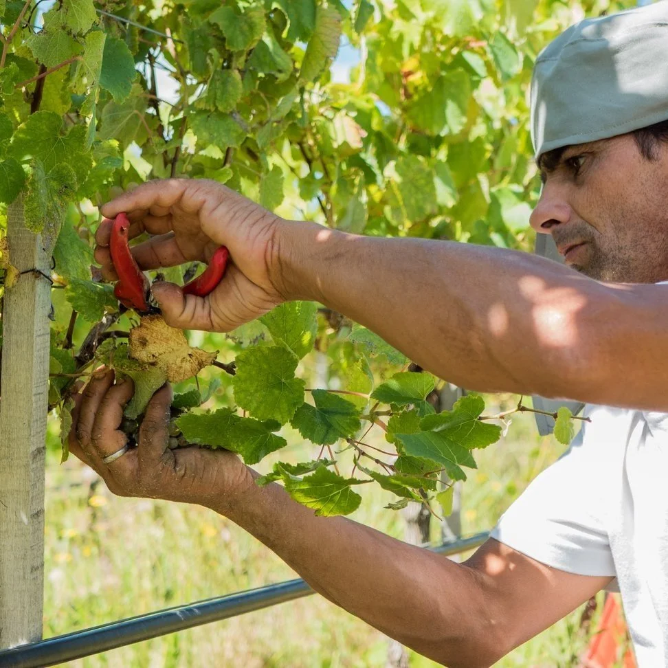 Uruguay_Garzon_11_white grape_1200.jpg