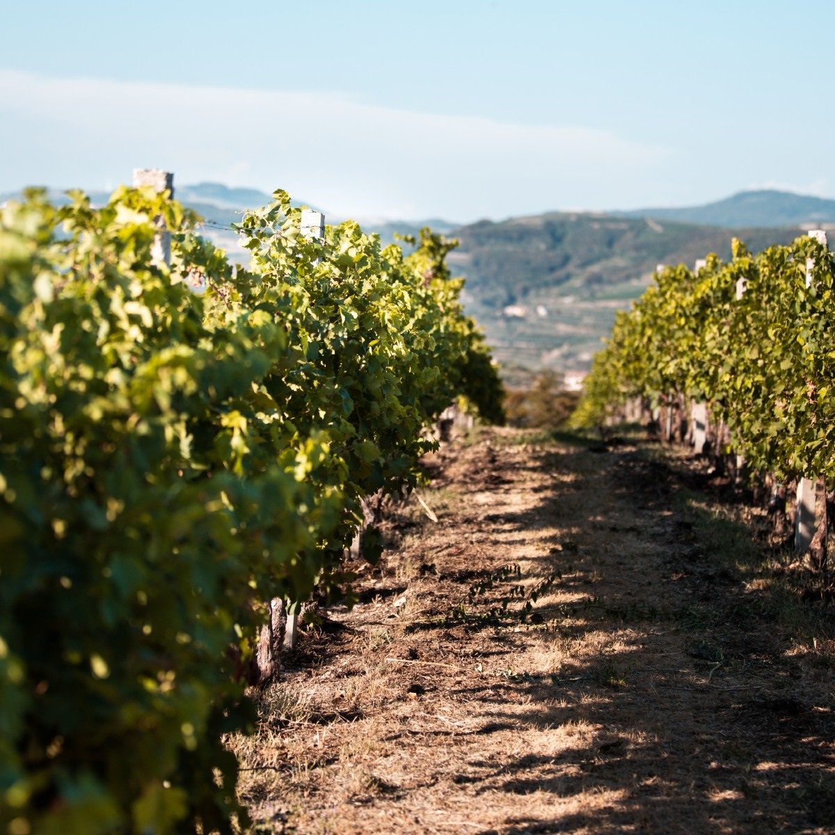 Italy_Veneto_Scaia_vineyards.jpg