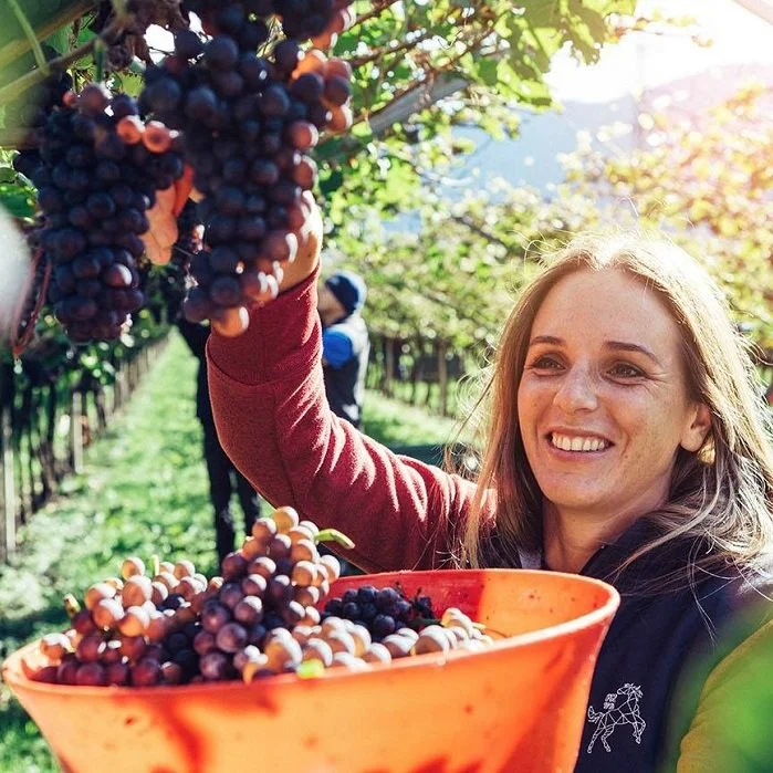 Castelfeder_Harvest 2017_Ines_sqaure.jpg