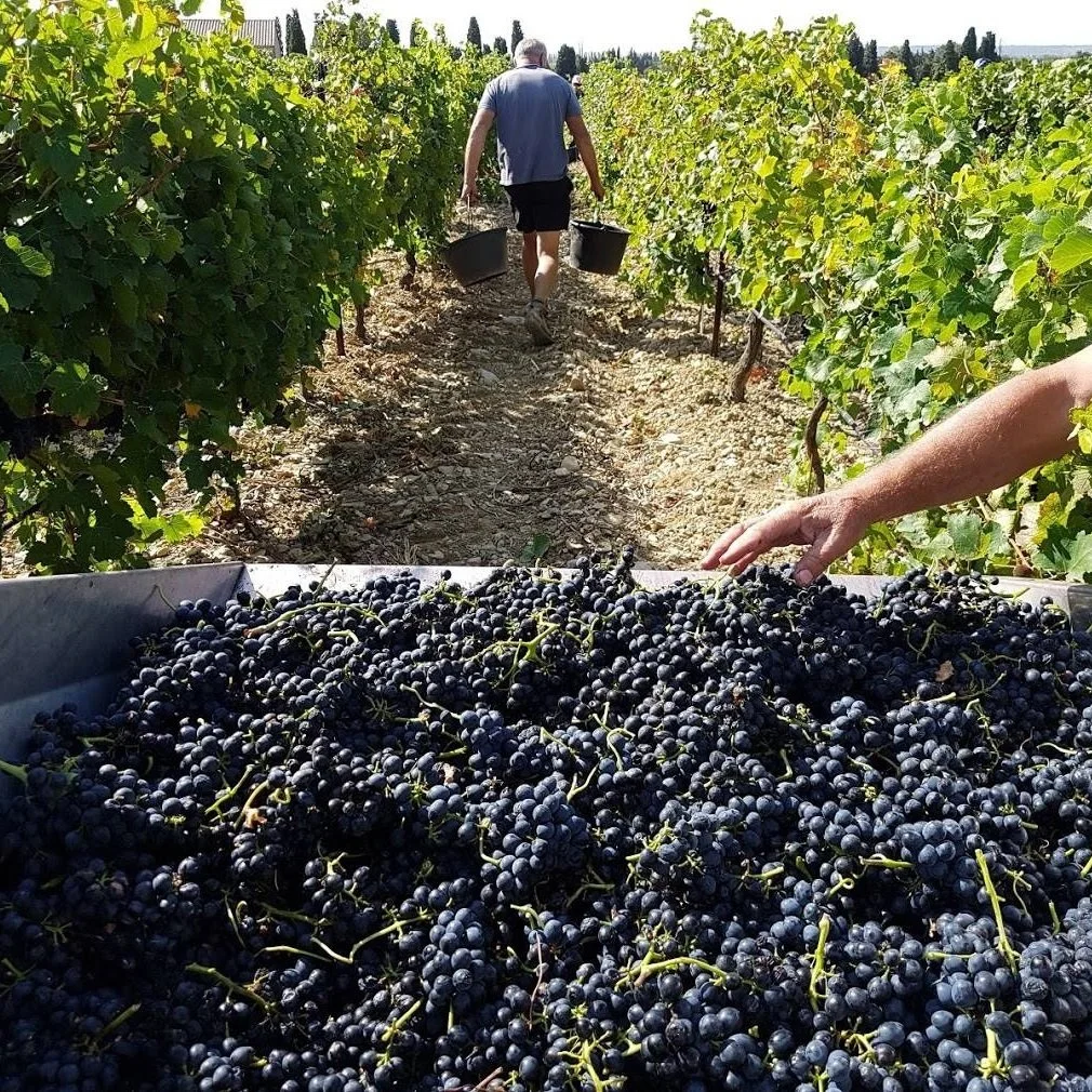 France_Southern Rhone_Janasse_harvest_2017_square.jpg
