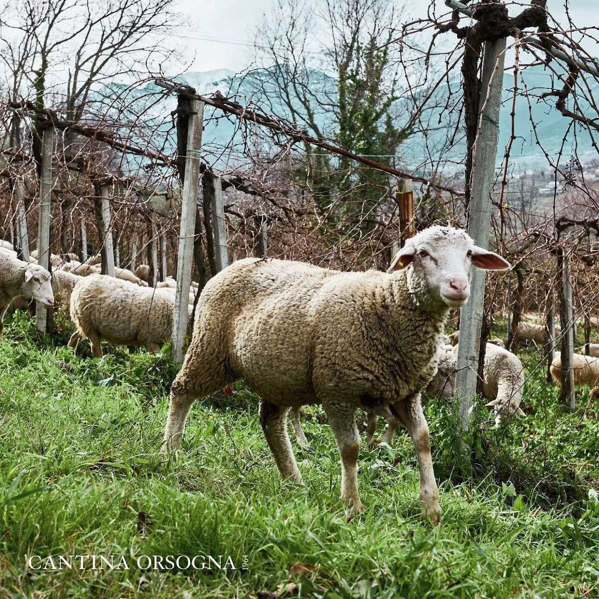 Abruzzo_Lunaria_organic co-op_Cantina Orsogna_apr_spring.jpg