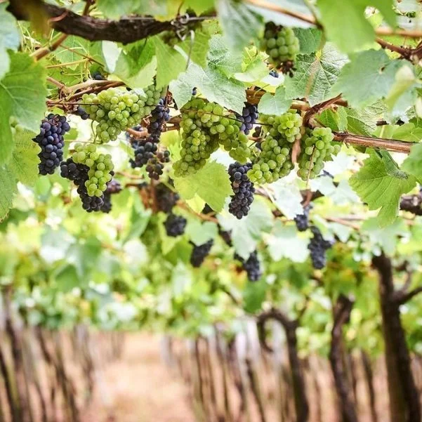 Basque_Rezabal grapes.jpg