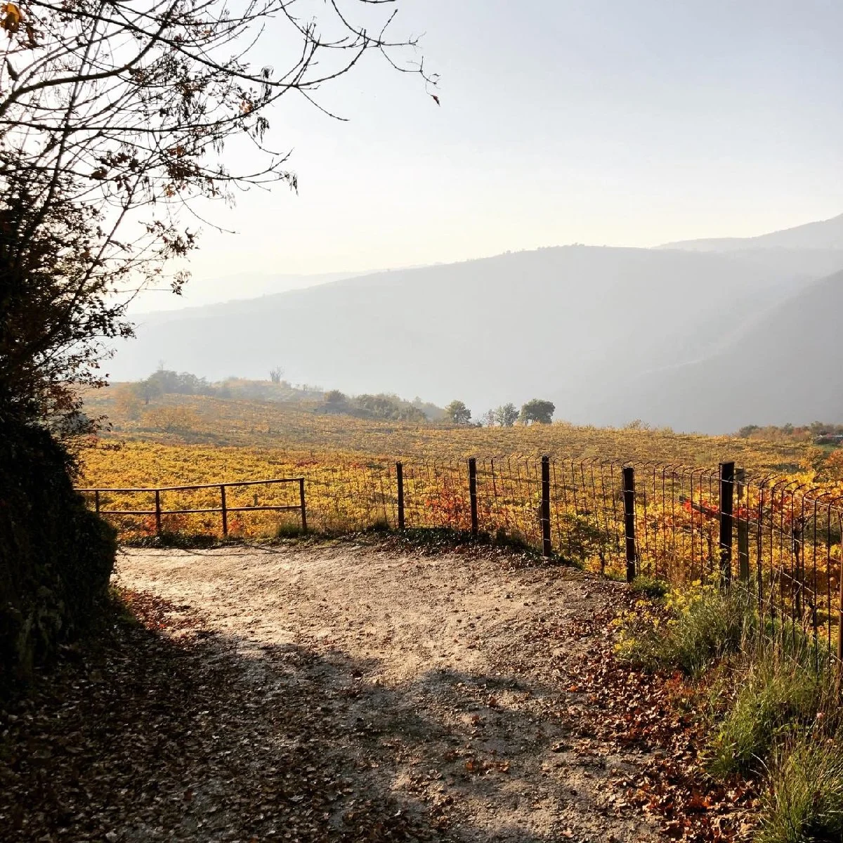 Italy_Valpolicella_Brunelli_pano_Nov_fall_v2_1200.jpg