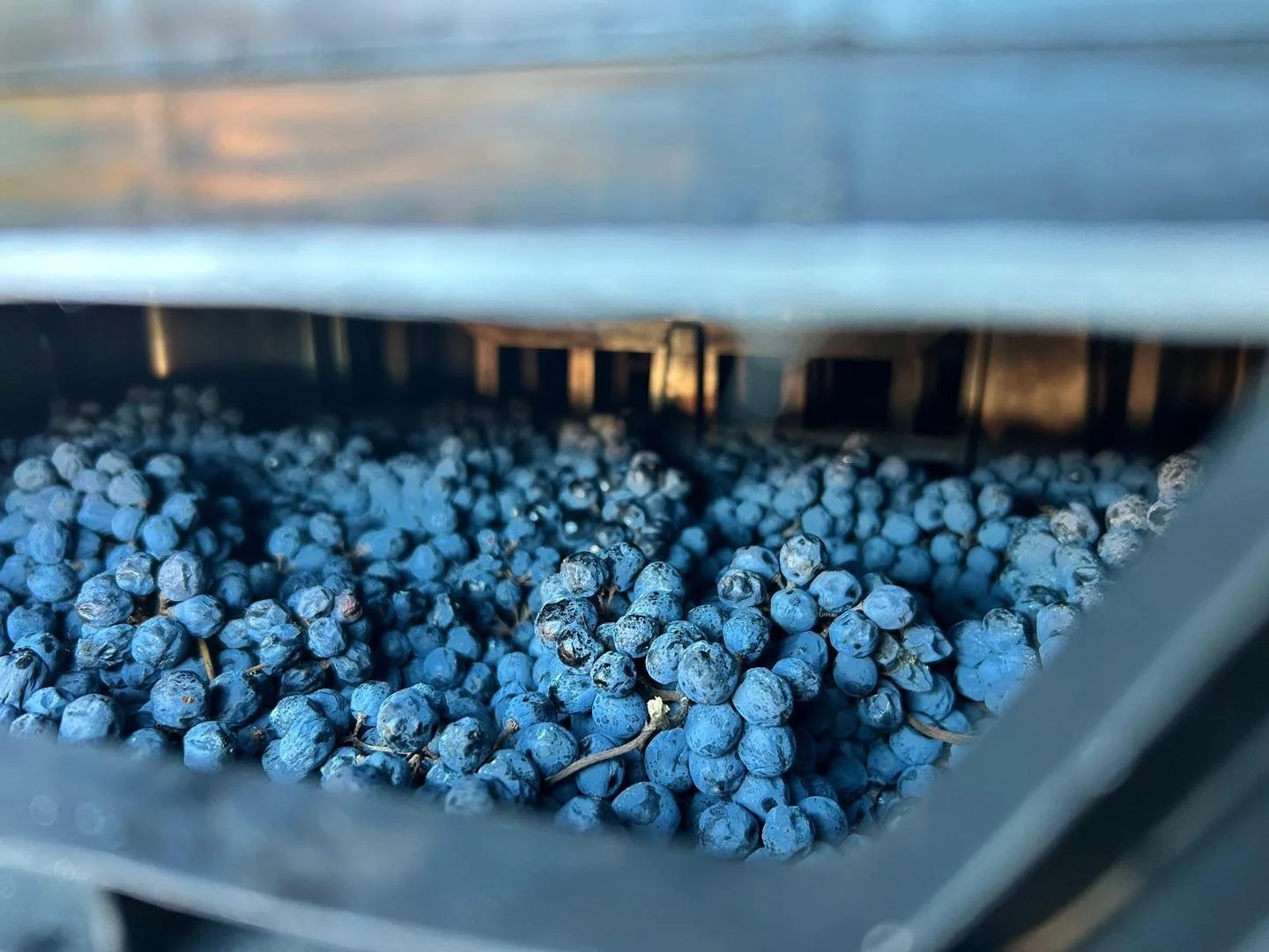 Thanksgiving Wines
